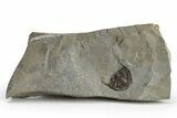 Enrolled Isoteloides Flexus Trilobite - Fillmore Formation, Utah #226179-1